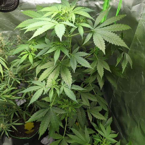 Cookies Gelato Automatic growlog timeline photo