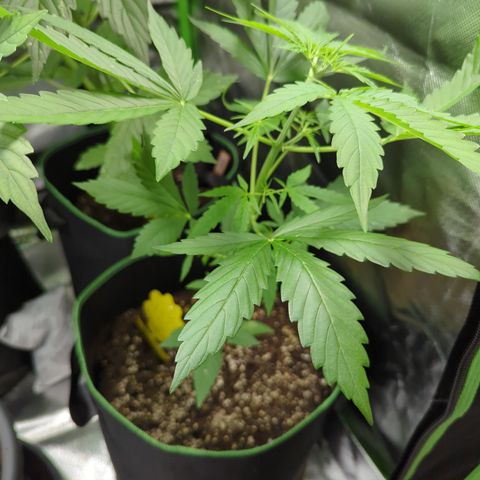 HulkBerry Automatic growlog timeline photo