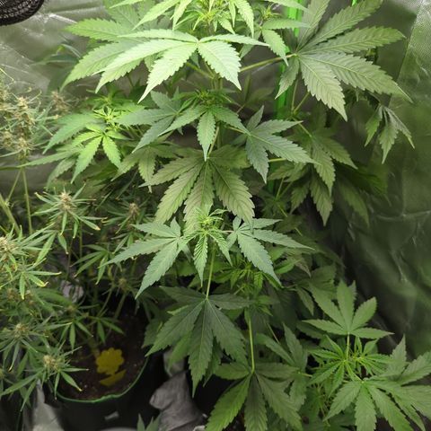 Cookies Gelato Automatic growlog timeline photo