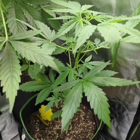 HulkBerry Automatic growlog timeline photo