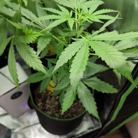 HulkBerry Automatic growlog timeline photo