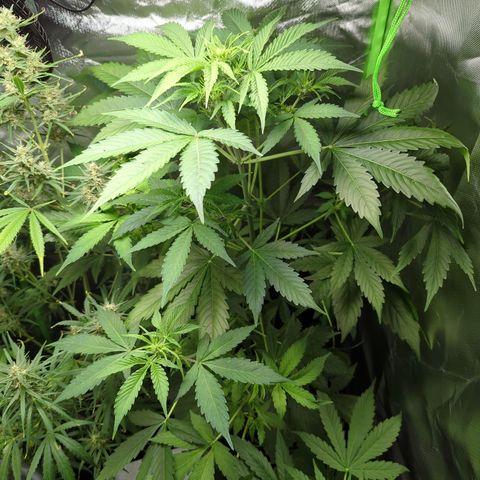 Cookies Gelato Automatic growlog timeline photo