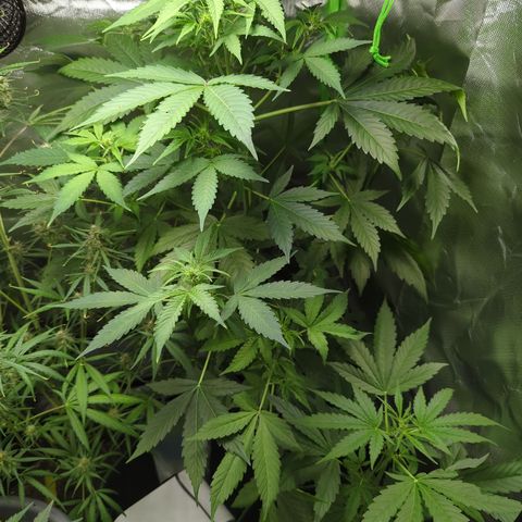 Cookies Gelato Automatic growlog timeline photo