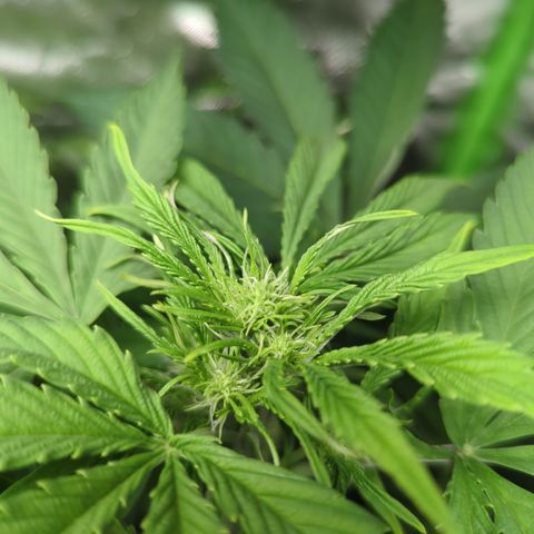Cookies Gelato Automatic growlog timeline photo