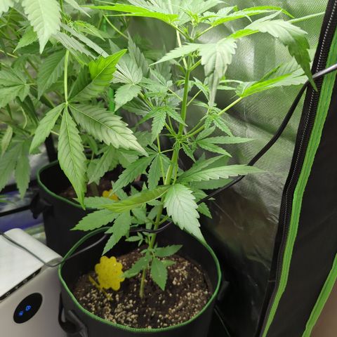 HulkBerry Automatic growlog timeline photo