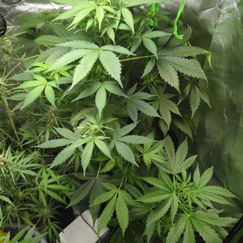 Cookies Gelato Automatic growlog timeline photo