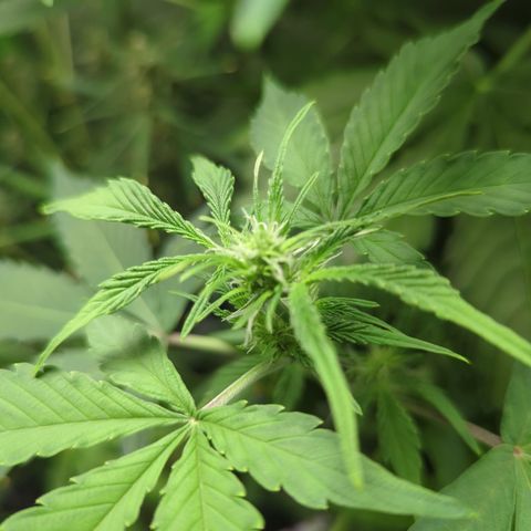 Cookies Gelato Automatic growlog timeline photo