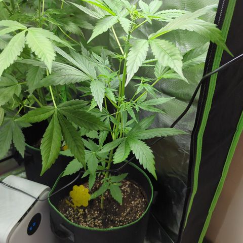 HulkBerry Automatic growlog timeline photo