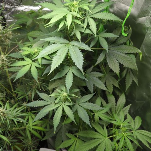 Cookies Gelato Automatic growlog timeline photo