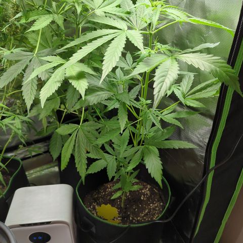 HulkBerry Automatic growlog timeline photo