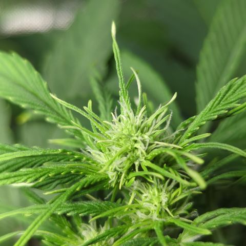 Cookies Gelato Automatic growlog timeline photo