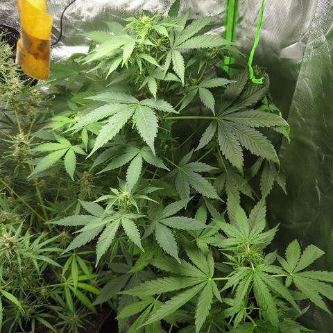 Cookies Gelato Automatic growlog timeline photo