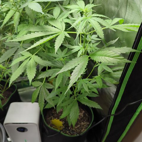 HulkBerry Automatic growlog timeline photo