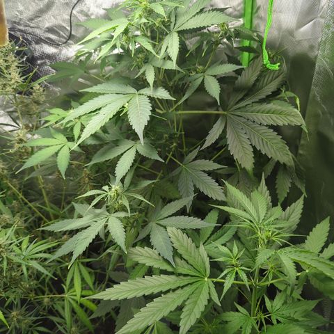 Cookies Gelato Automatic growlog timeline photo