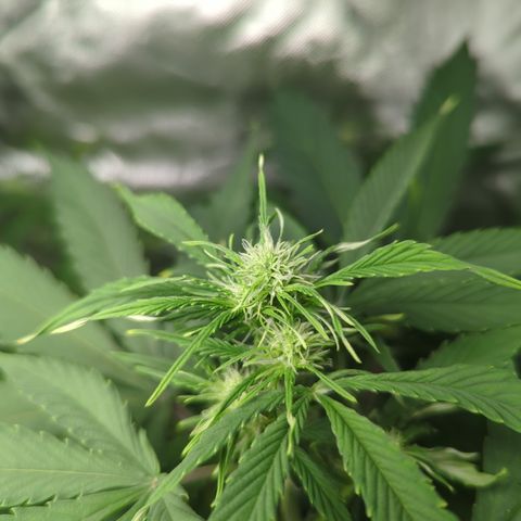 Cookies Gelato Automatic growlog timeline photo