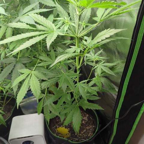 HulkBerry Automatic growlog timeline photo