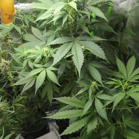 Cookies Gelato Automatic growlog timeline photo