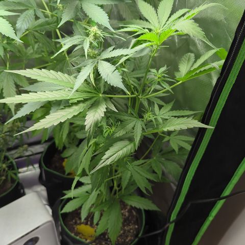 HulkBerry Automatic growlog timeline photo