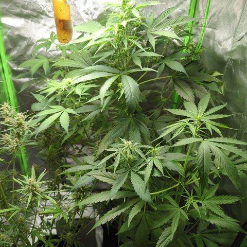 Cookies Gelato Automatic growlog timeline photo