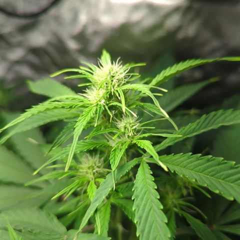 Cookies Gelato Automatic growlog timeline photo