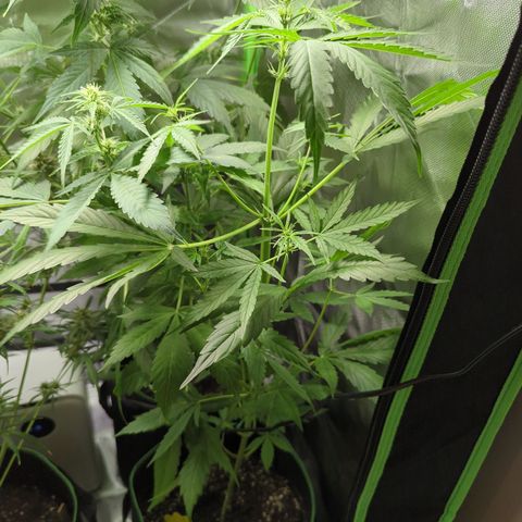 HulkBerry Automatic growlog timeline photo