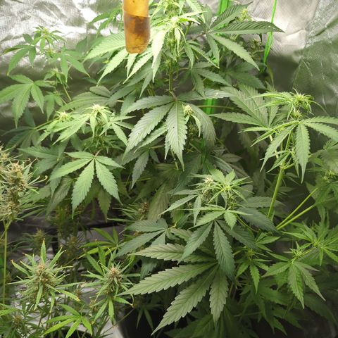 Cookies Gelato Automatic growlog timeline photo