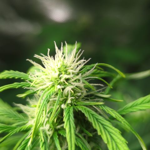 Cookies Gelato Automatic growlog timeline photo