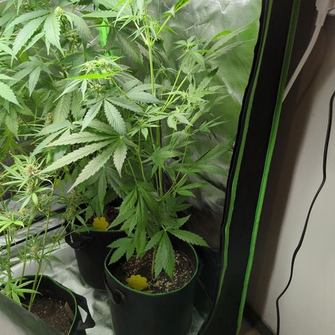 HulkBerry Automatic growlog timeline photo