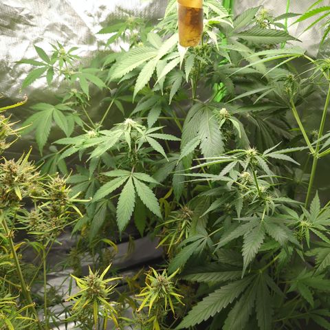 Cookies Gelato Automatic growlog timeline photo