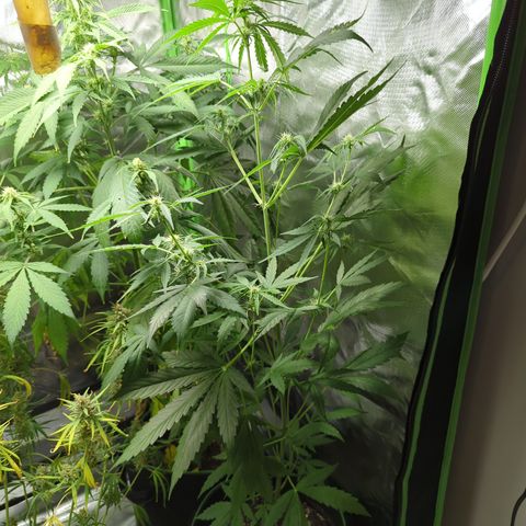 HulkBerry Automatic growlog timeline photo