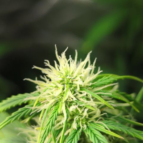 Cookies Gelato Automatic growlog timeline photo