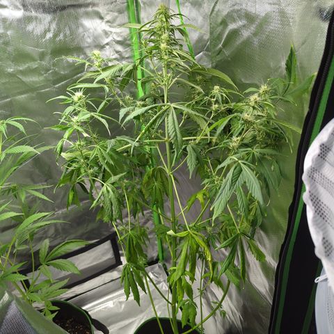 Cookies Gelato Automatic growlog timeline photo