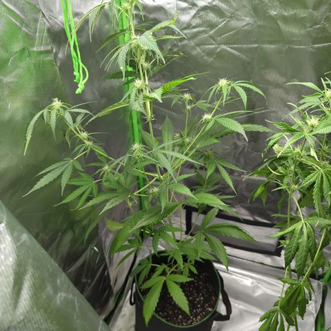 HulkBerry Automatic growlog timeline photo
