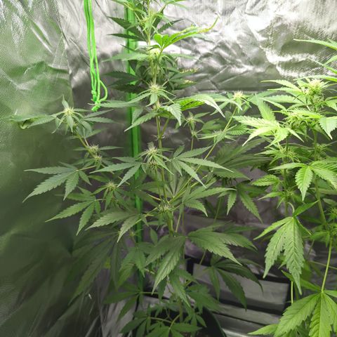 Cookies Gelato Automatic growlog timeline photo