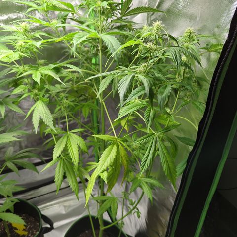 HulkBerry Automatic growlog timeline photo