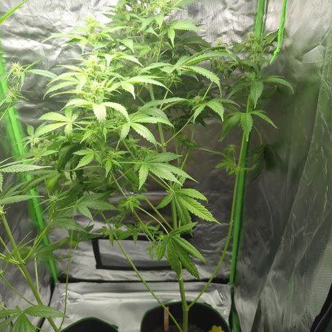 Cookies Gelato Automatic growlog timeline photo