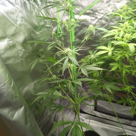 HulkBerry Automatic growlog timeline photo