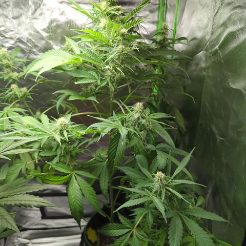 Cookies Gelato Automatic growlog timeline photo