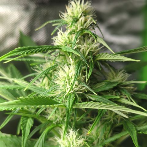 Cookies Gelato Automatic growlog timeline photo
