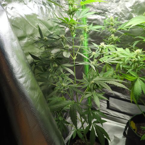 HulkBerry Automatic growlog timeline photo
