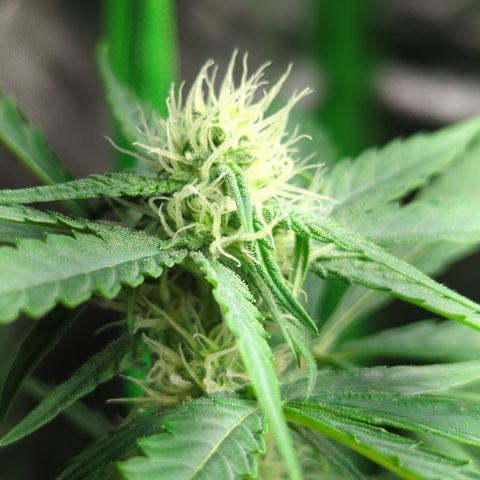 HulkBerry Automatic growlog timeline photo