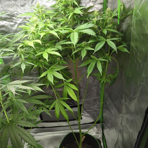 Cookies Gelato Automatic growlog timeline photo