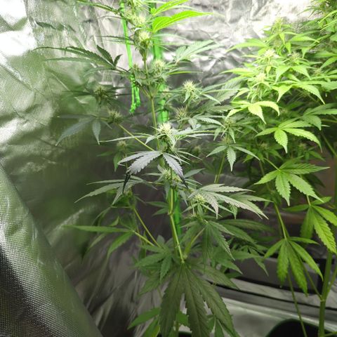 HulkBerry Automatic growlog timeline photo