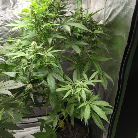 Cookies Gelato Automatic growlog timeline photo