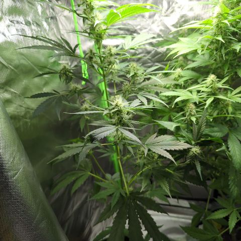 HulkBerry Automatic growlog timeline photo