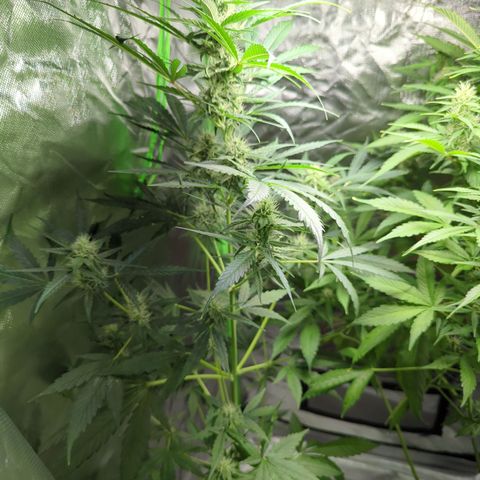 HulkBerry Automatic growlog timeline photo