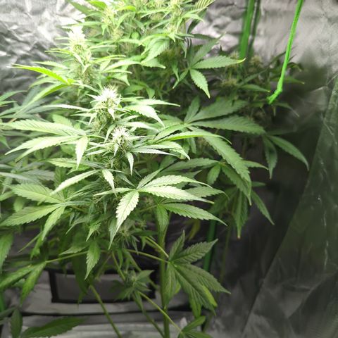 Cookies Gelato Automatic growlog timeline photo