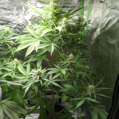 Cookies Gelato Automatic growlog timeline photo
