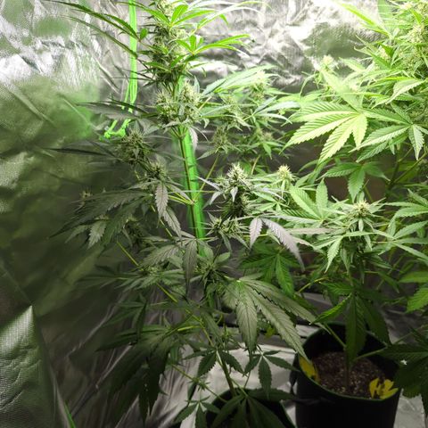 HulkBerry Automatic growlog timeline photo