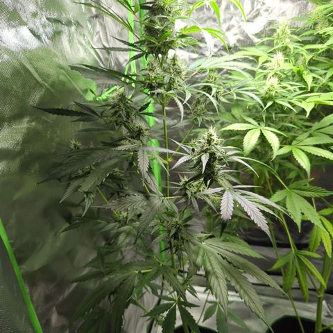 HulkBerry Automatic growlog timeline photo